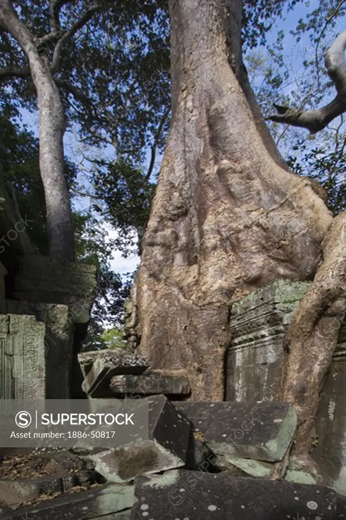 A silk cotton or kapok tree (Ceiba Pentandra) grows over the Khmer ruins of Ta Prohm, built by Jayavarman VII at  Angkor Wat - Siem Reap, Cambodia