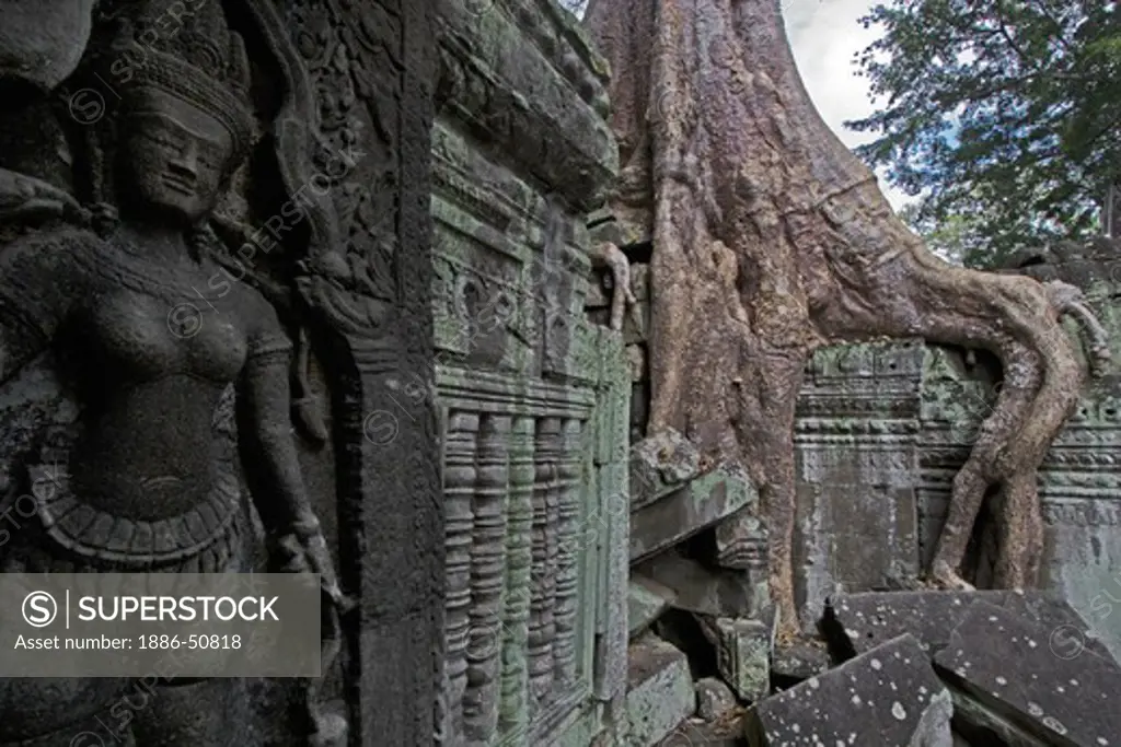 A silk cotton or kapok tree (Ceiba Pentandra) and a bas relief stone Apsara (celestial maiden) at Ta Prohm, built by Jayavarman VII at Angkor Wat - Siem Reap, Cambodia