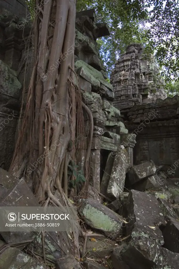 A Strangler Fig (Ficus aurea) at the ruins of Ta Prohm, built by Jayavarman VII at Angkor Wat - Siem Reap, Cambodia