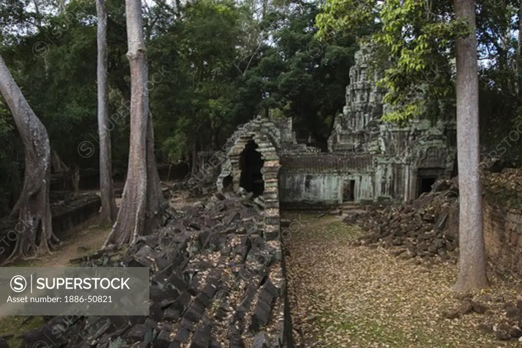 Silk cotton or kapok trees (Ceiba Pentandra) grow in the Khmer ruins of Ta Prohm, built by Jayavarman VII, part of the  Angkor Wat temple complex - Siem Reap, Cambodia