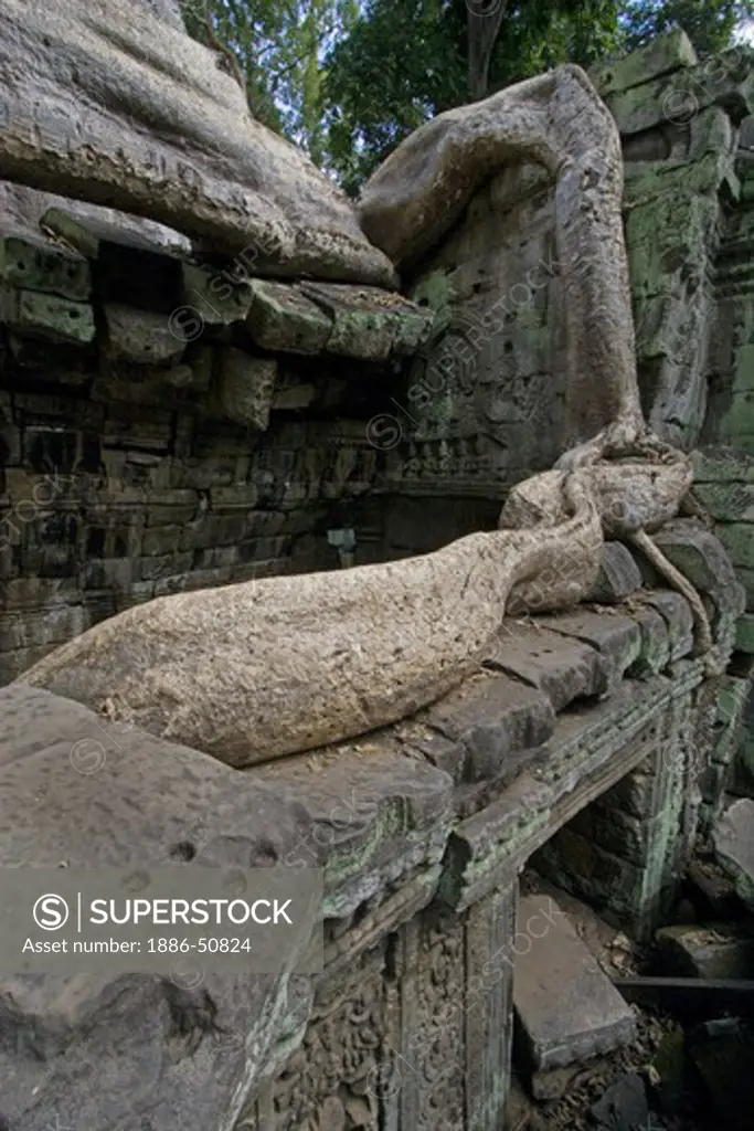 A Silk cotton or kapok tree root (Ceiba Pentandra) invades the Khmer ruins of Ta Prohm, built by Jayavarman VII, part of the  Angkor Wat - Siem Reap, Cambodia
