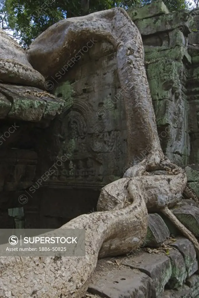 A Silk cotton or kapok tree root (Ceiba Pentandra) invades the Khmer ruins of Ta Prohm, built by Jayavarman VII, part of the  Angkor Wat - Siem Reap, Cambodia