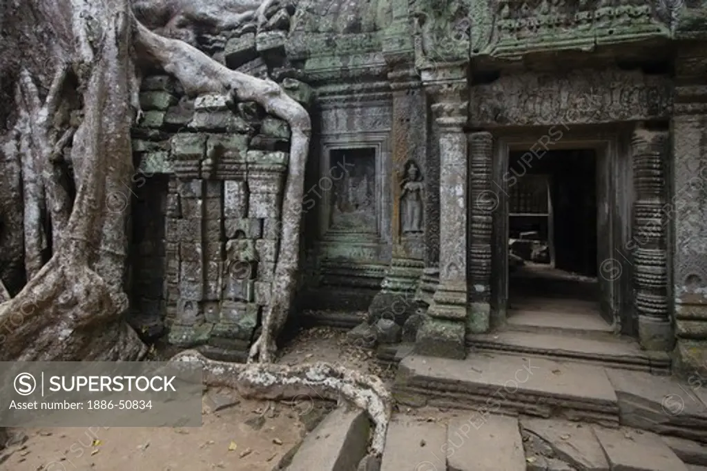 Silk cotton or kapok tree roots (Ceiba Pentandra) invade the Khmer ruins of Ta Prohm, built by Jayavarman VII, part of Angkor Wat - Siem Reap, Cambodia