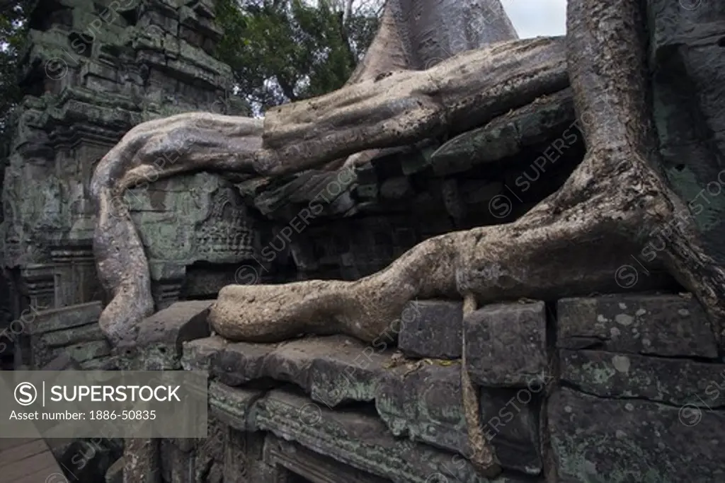 Silk cotton or kapok tree roots (Ceiba Pentandra) invade the Khmer ruins of Ta Prohm, built by Jayavarman VII, part of Angkor Wat - Siem Reap, Cambodia