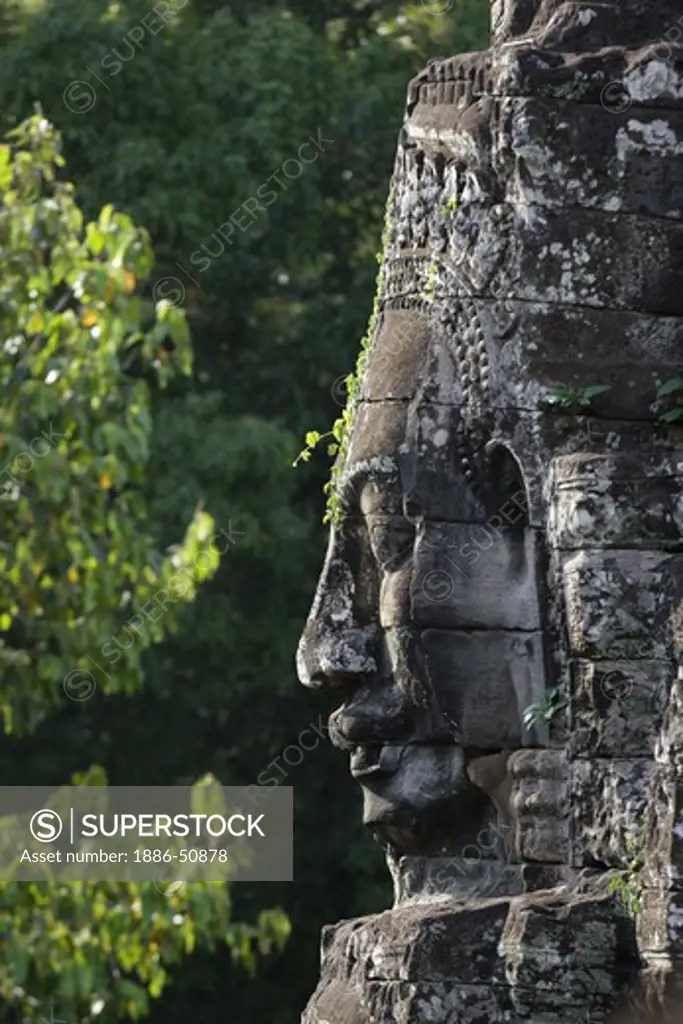 A vine grows on a  face tower of The Bayon at Angkor Thom, the largest Khmer city ever built by Jayavarman 7 & 8, are part of the Angkor Wat complex  -  Siem Reap, Cambodia