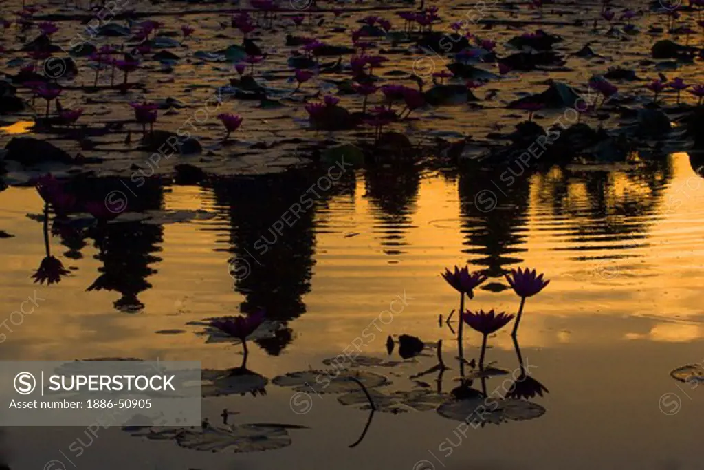Stone temples representing the five peaks of Mount Meru reflected in a lotus pond at an Angkor Wat sunrise, built in the 11th century by Suryavarman II -  Siem Reap, Cambodia
