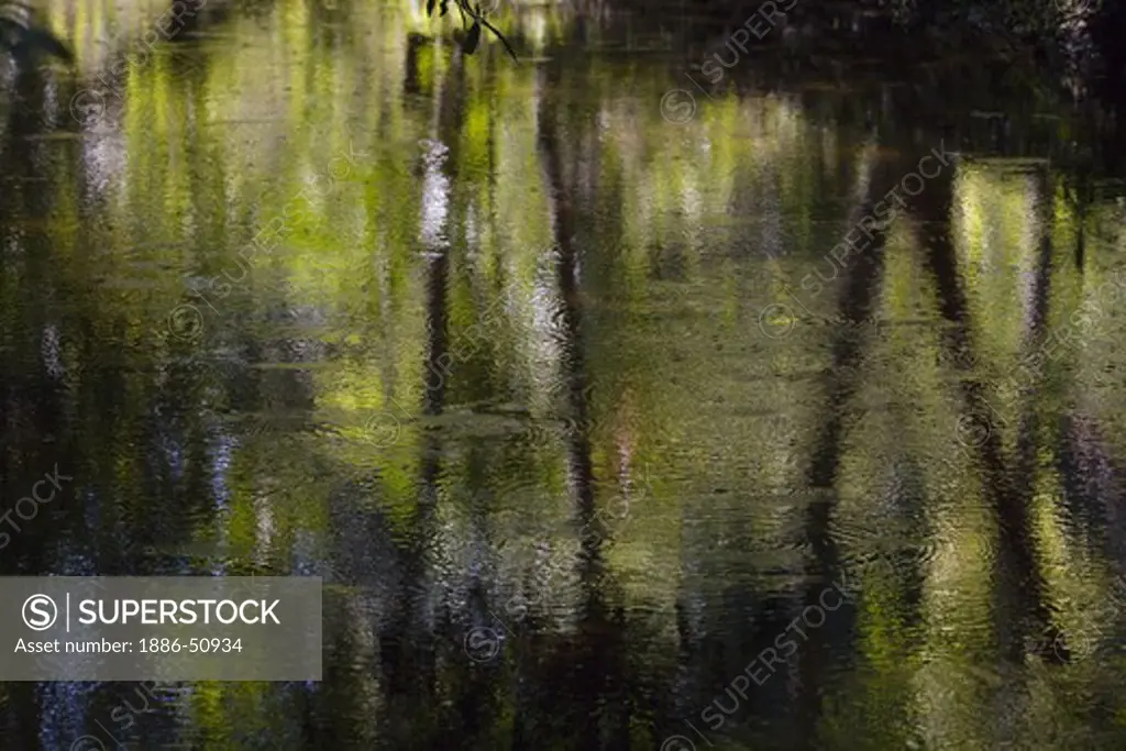 Reflections in the Kbal Speam known as the River of a Thousand Lingas near Angkor Wat -  Siem Reap, Cambodia