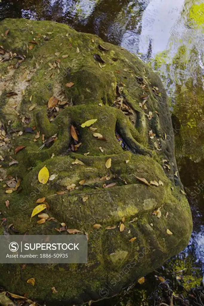 Moss covered stone carving of the Hindu God Brahma on the banks of Kbal Speam known as the River of a Thousand Lingas near Angkor Wat -  Siem Reap, Cambodia