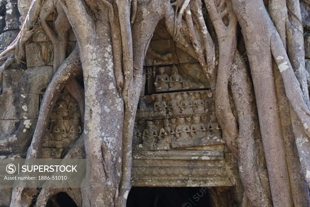A Strangler Fig encroaches on Gopura 3 east at Ta Som, built by Jayavarman VII in the 12th century - Angkor Wat, Siem Reap, Cambodia