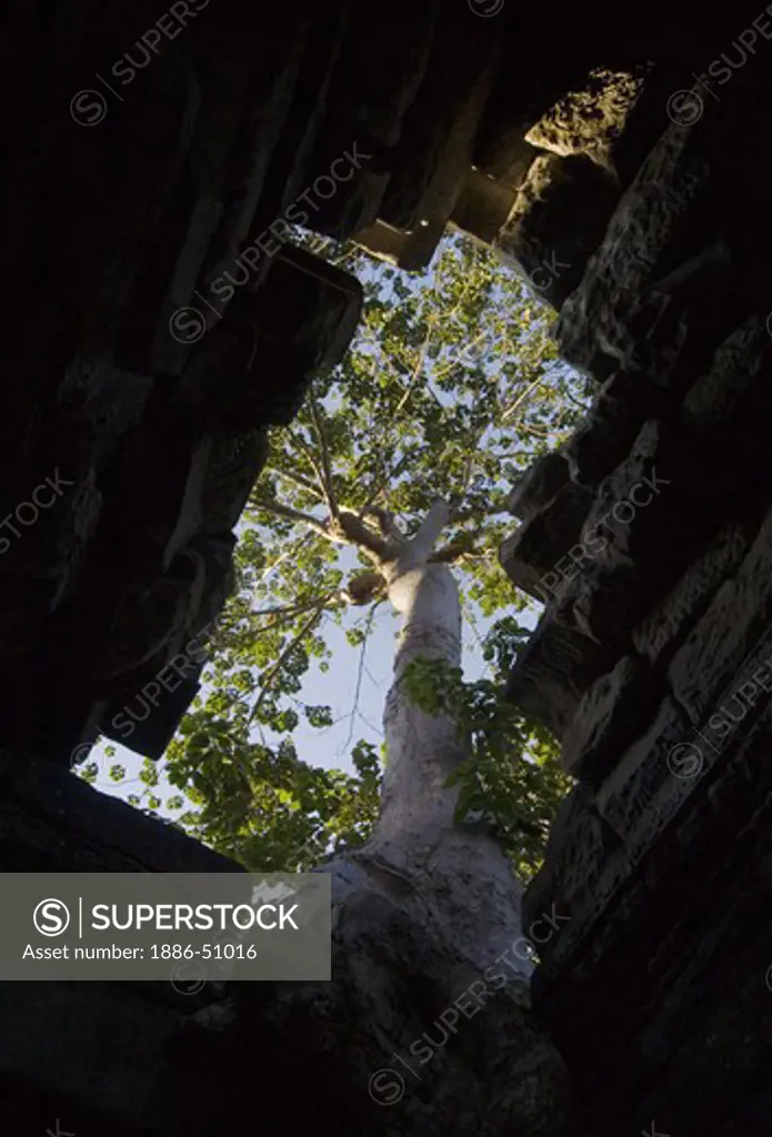 Tree grows above Preah Khan built by Jayavarman VII & VIII in the 12th & 13th centuries - Angkor Wat, Siem Reap, Cambodia