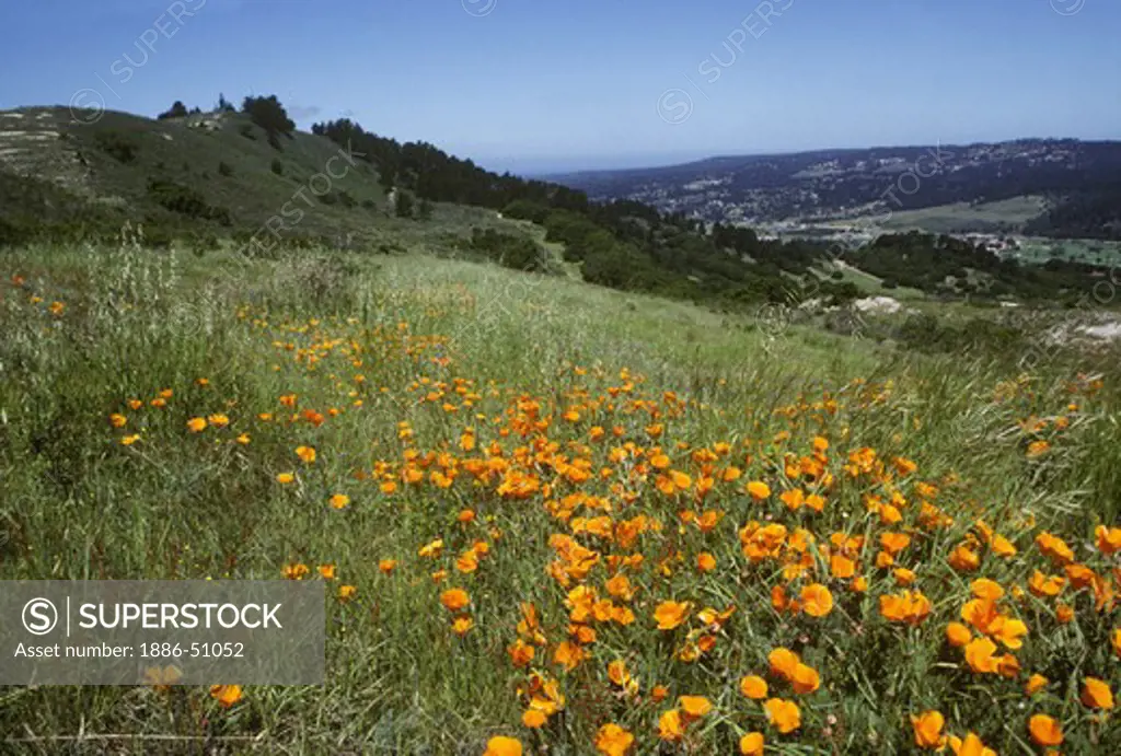 CALIFORNIA POPPY field in Carmel Valley, California