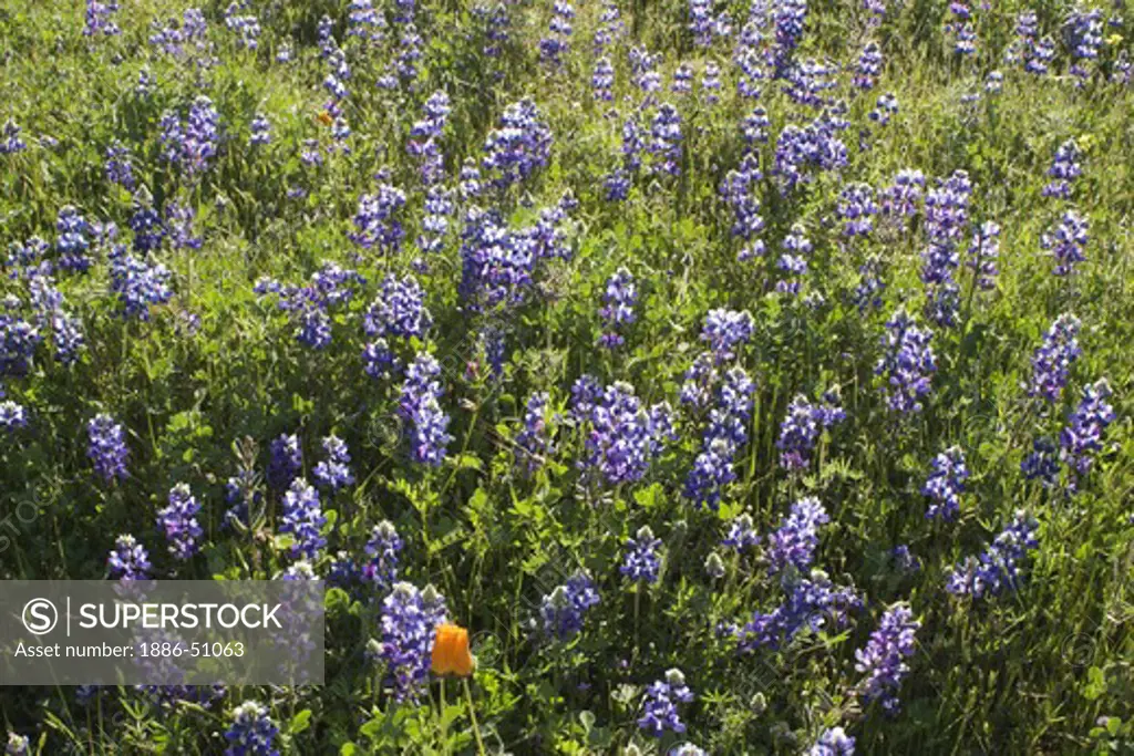 LUPINE flowers & CALIFORNIA POPPIES (Eschscholtzia californica) bloom in spring at Garland Regional Park - CARMEL VALLEY, CALIFORNIA