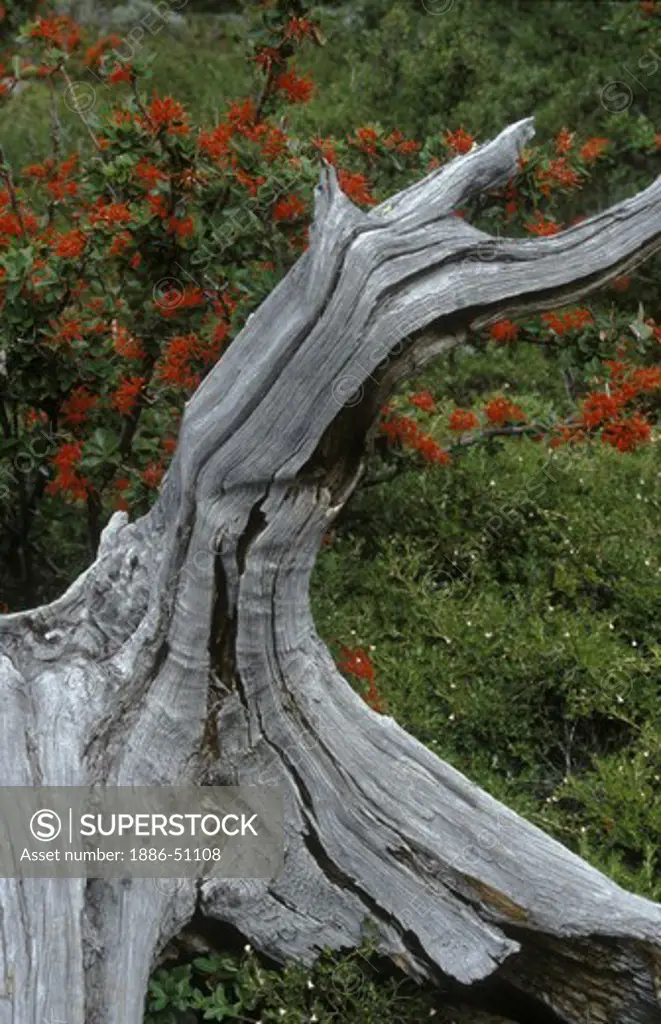 Dead BEECH TREE & FIREBUSH in ASCENSIO VALLEY in TORRES DEL PAINE NATIONAL PARK - PATAGONIA, CHILE