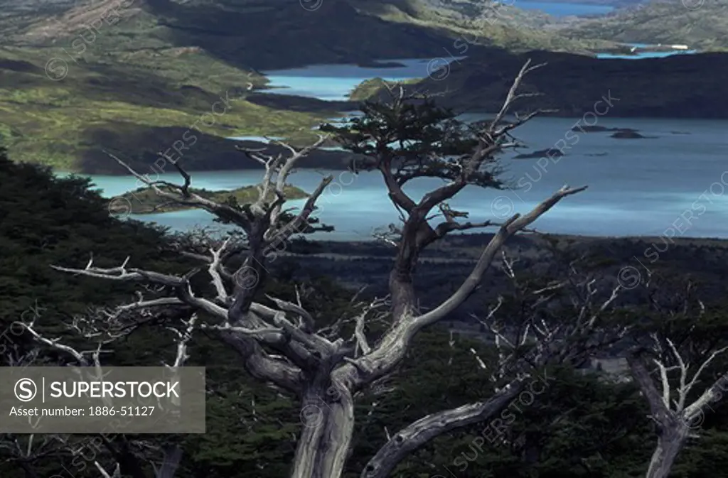 GUINDO or BEECH TREE & LAKE NORDENSKJOLD from the FRENCH VALLEY - TORRES DEL PAINE NP, PATAGONIA, CHILE