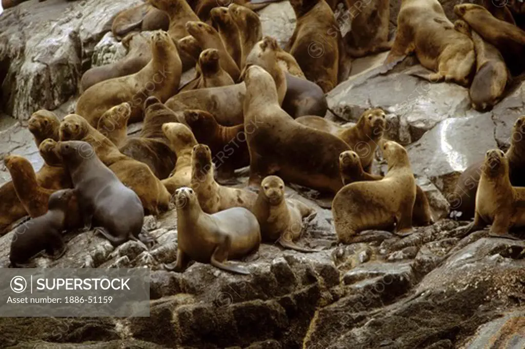 A COLONY OF SOUTHERN SEA LIONS (Otaria flavescens) live on a rock in the temperate rain forest - PATAGONIA, CHILE