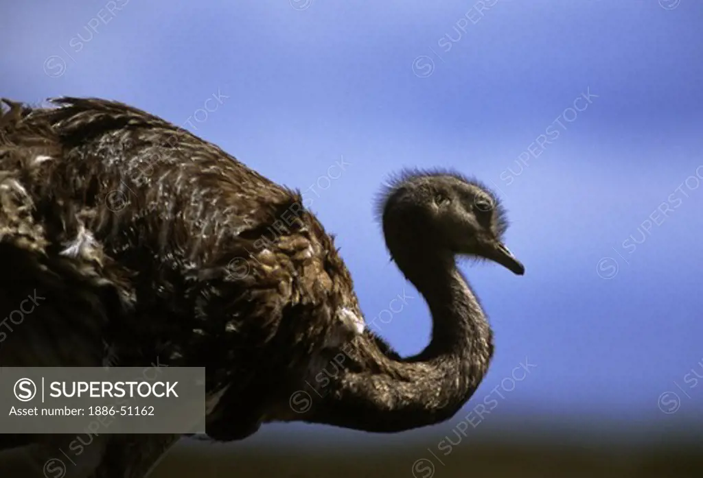 The LESSER RHEA (Pterocnemia pennata) or NANDU is found throughout southern PATAGONIA - TORRES DEL PAINE NATIONAL PARK, CHILE
