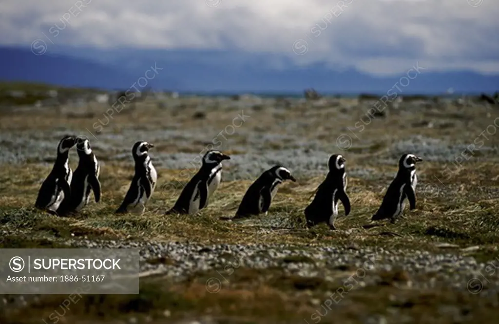MEGALLANIC PENGUINS heading for the ocean at the SENO OTWAY COLONY (50,000 breeding pairs) - PATAGONIA, CHILE