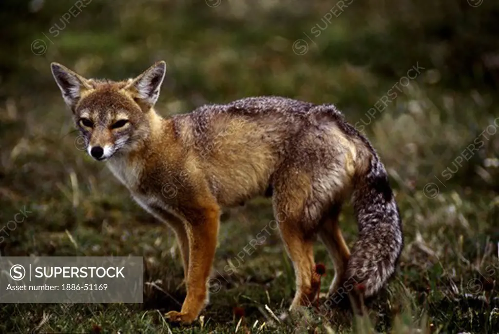 RED FOX (Pseudalopex culpaeus) - TORRES DEL PAINE NATIONAL PARK IN PATAGONIA, CHILE