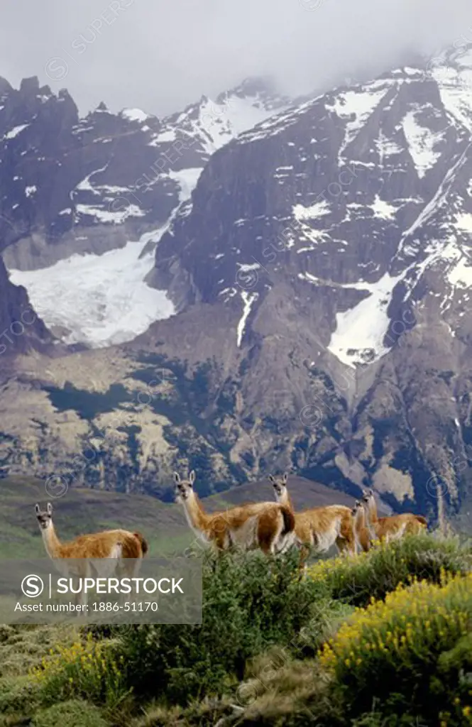 Female GUANACOS (Lama guanicoe) & babies in TORRES DEL PAINE NP with ANDES PEAK behind - PATAGONIA, CHILE