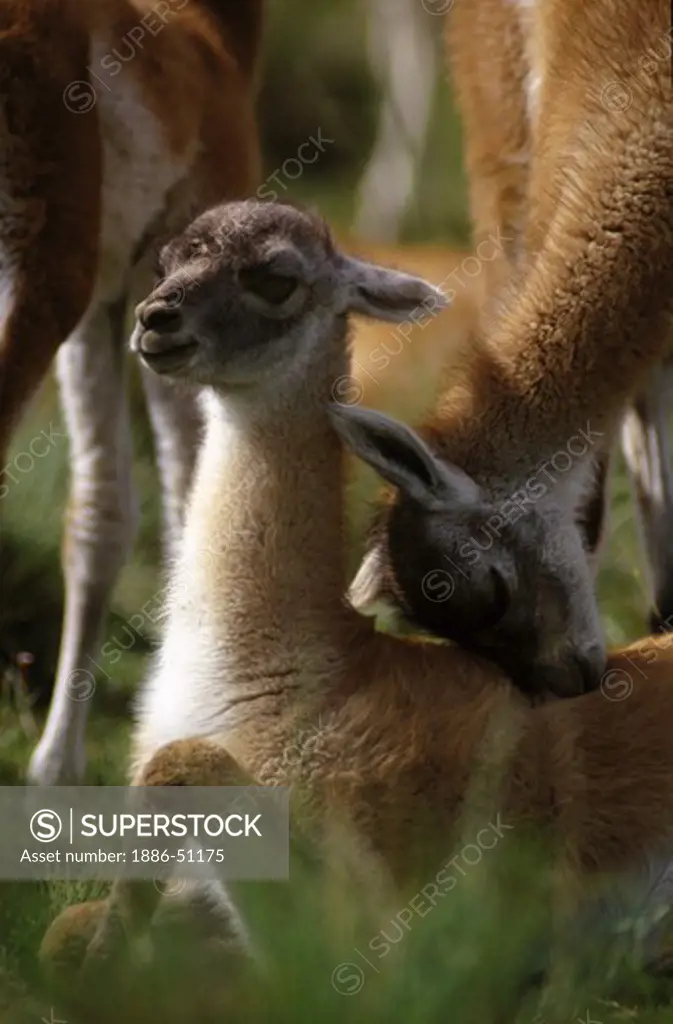 GUANACOS (Lama guanicoe) babies in TORRES DEL PAINE NATIONAL PARK - PATAGONIA, CHILE