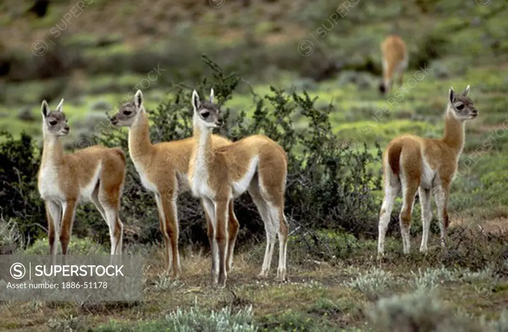 FOUR newborn GUANACOS (Lama guanicoe) babies in TORRES DEL PAINE NATIONAL PARK - PATAGONIA, CHILE