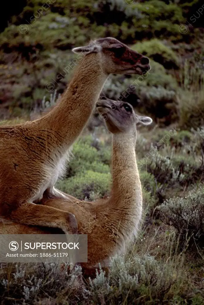 A MATING GUANACO (Lama guanicoe) couple in TORRES DEL PAINE NATIONAL PARK - PATAGONIA, CHILE