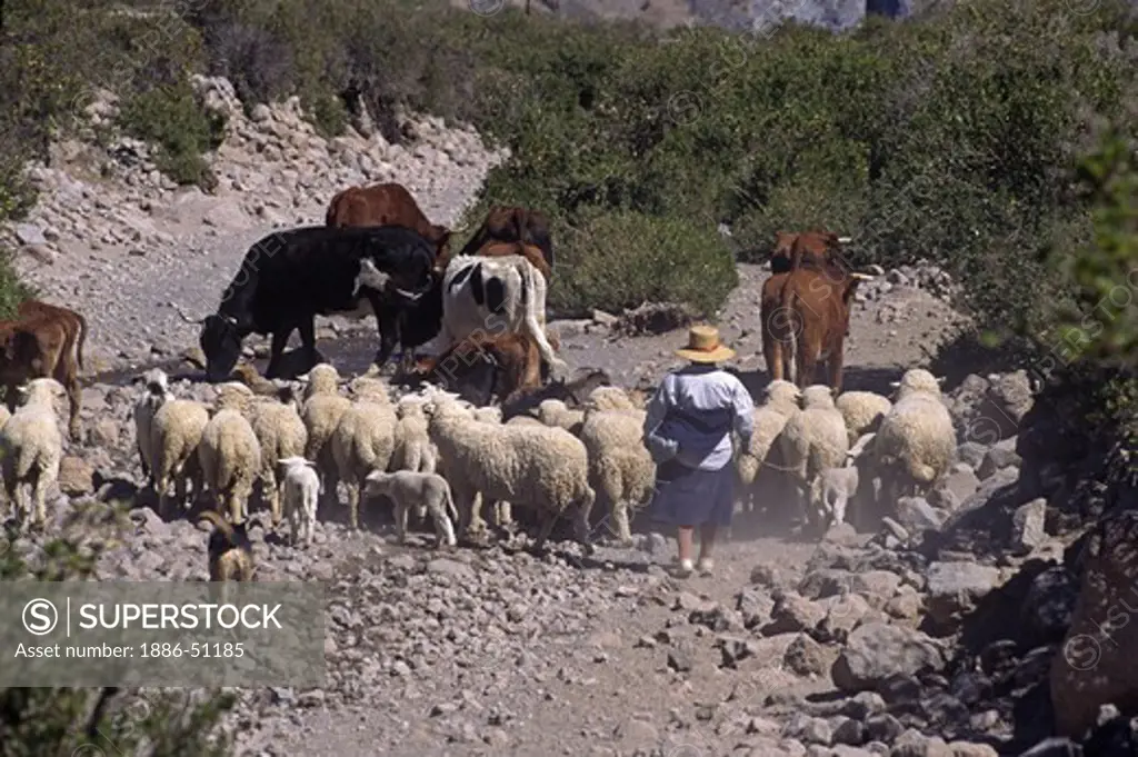 An AYMARA woman herds cattle & sheep along a dirt road near the village of PUTRE - NORTHERN, CHILE