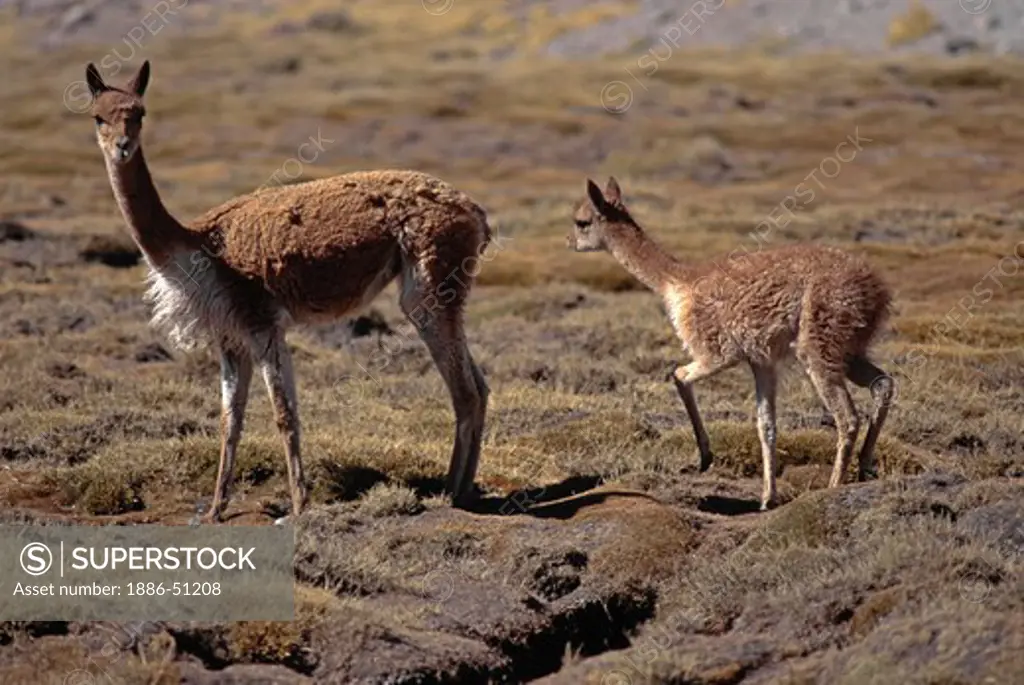 A mother & baby VICUNA prosper on the high altitude grasslands (11,000+ feet) of LAUCA NP  - N. CHILE