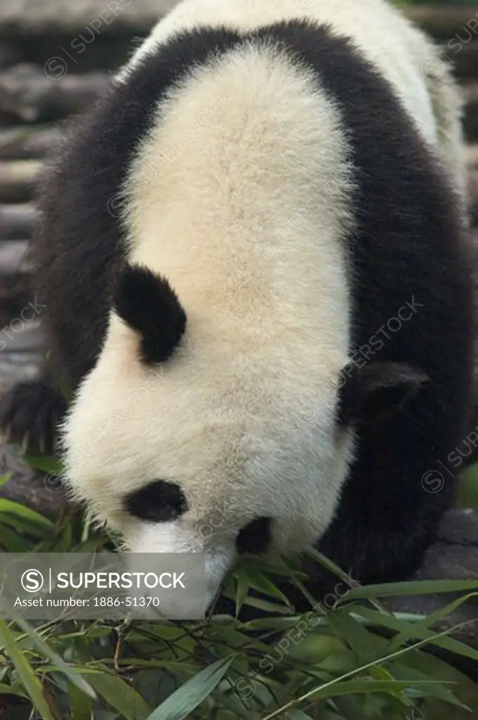 Giant Panda (Ailuropoda melanoleuca) eating bamboo at the Panda Breeding Research Base - Sichuan Province, China