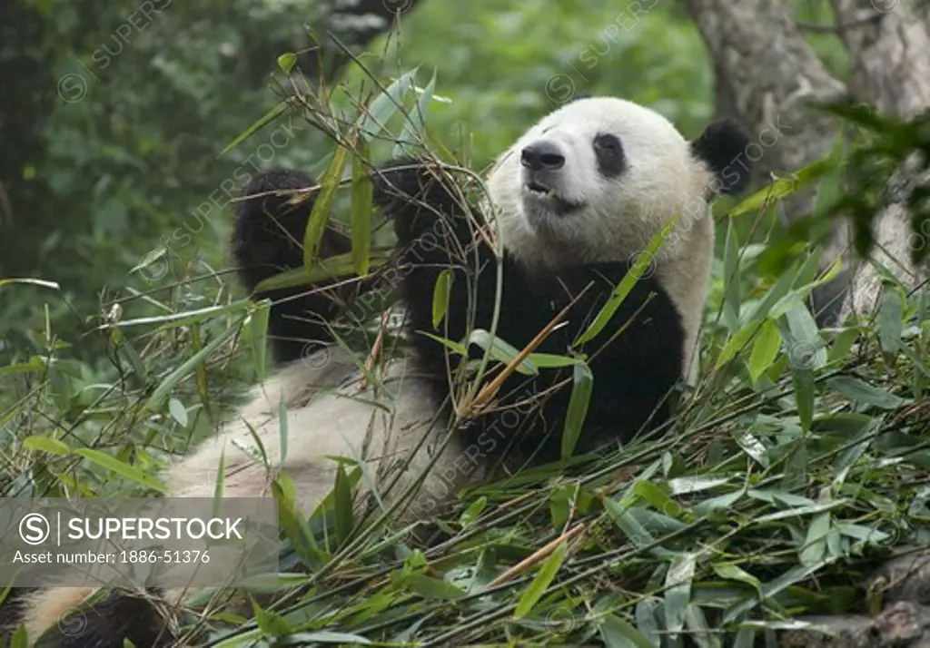 Giant Panda (Ailuropoda melanoleuca) eating bamboo at the Panda Breeding Research Base - Sichuan Province, China