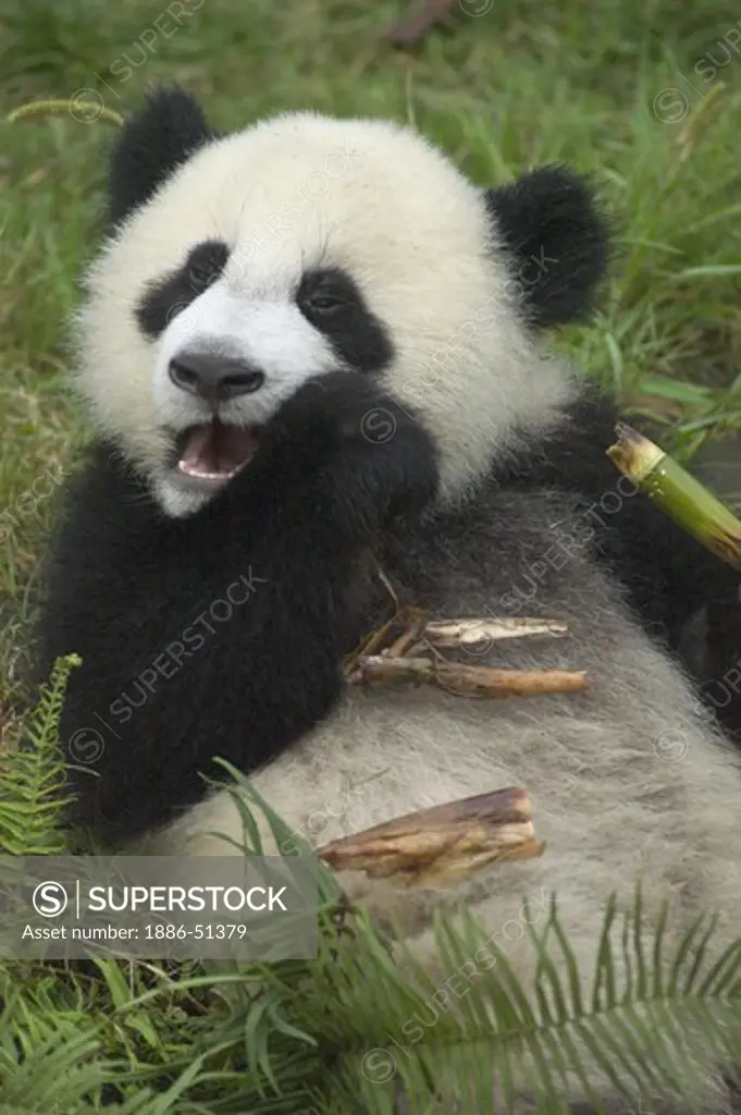 Baby Giant Panda (Ailuropoda melanoleuca) eats bamboo at the Panda Breeding Research Base - Sichuan Province, China