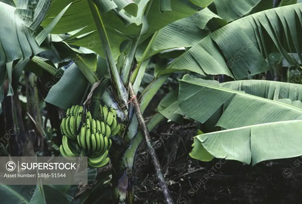 BANANAS growing in BANANA PLANTATION on the CARIBBEAN COAST - COSTA RICA