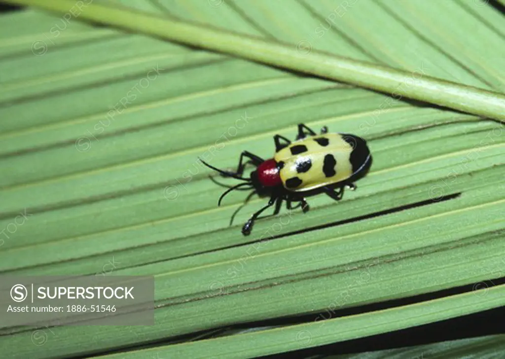 TROPICAL RED & GREEN BEETLE on PALM LEAF - COSTA RICA