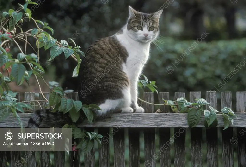 A cat sits on a wooden fence.  Pacific Grove, California. Pacific Grove, California, USA