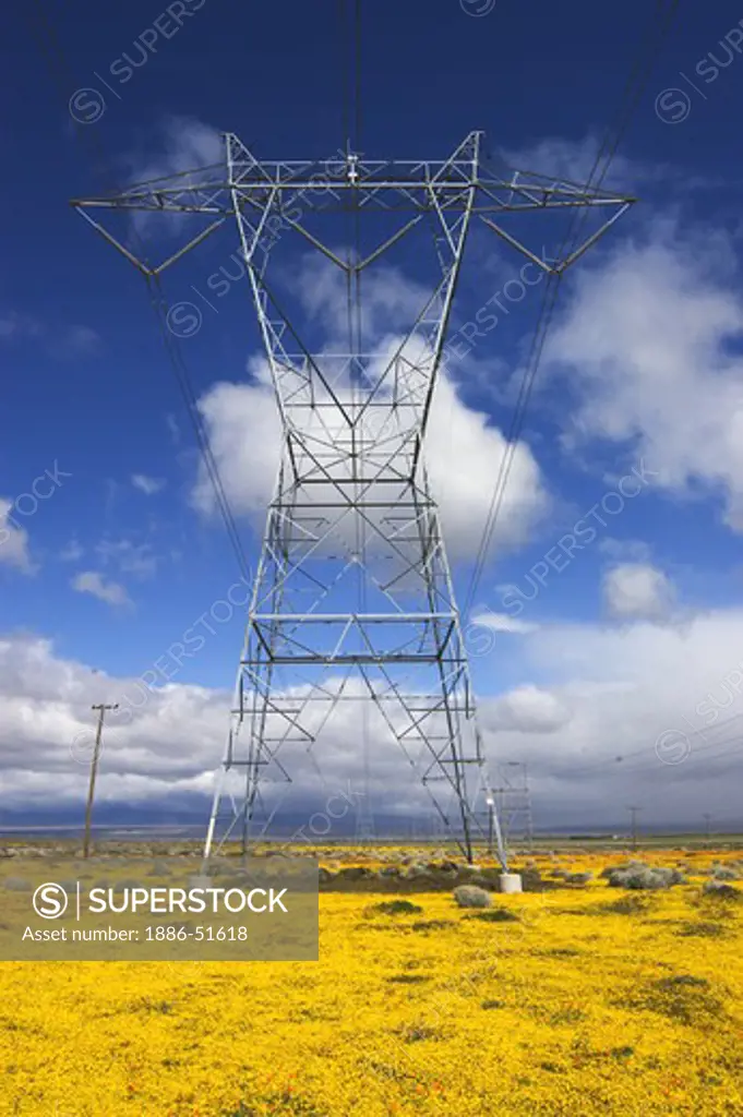 ELECTICAL POWER LINES carry power through a field of GOLDFIELDS flowers - CALIFORNIA