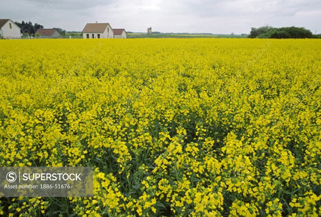 YELLOW MUSTARD FIELD and FARM HOUSE - LOIRE VALLEY, FRANCE