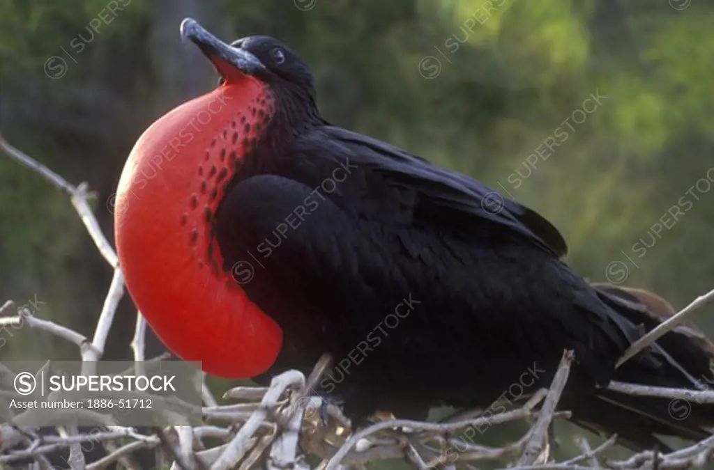 MALE FRIGATE BIRD (Frigata minor) displaying its colorful red pouch in a mating ritual - PLAZAS ISLAND,GALAPAGOS ISLANDS, ECUADOR