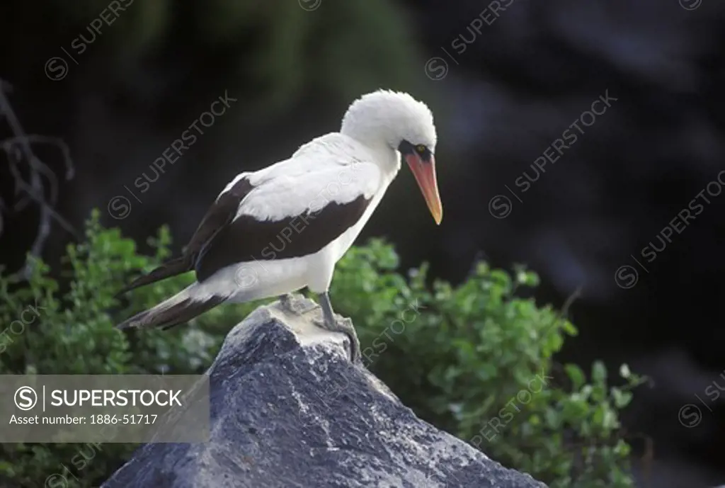 MASKED BOOBY BIRD (Sula dactylatra) on ISLA ESPANOLA - GALAPAGOS ISLANDS, ECUADOR