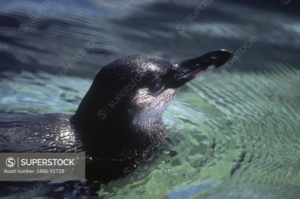The GALAPAGOS PENGUIN (Spheniscus mendiculus) is the most northerly penguin in the world - ISABELLA ISLAND, GALAPAGOS IS., ECUADOR