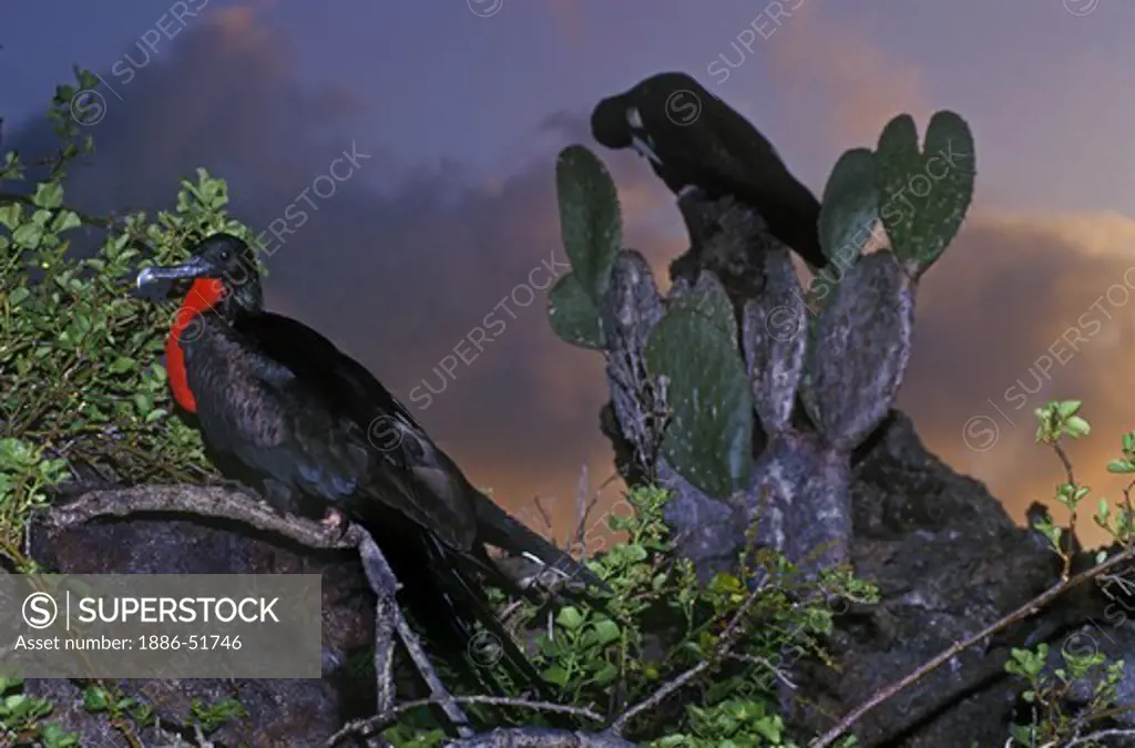 GREAT FRIGATE BIRDS (Fregata minor) at SUNSET - TOWER ISLAND, GALAPAGOS ISLANDS, ECUADOR