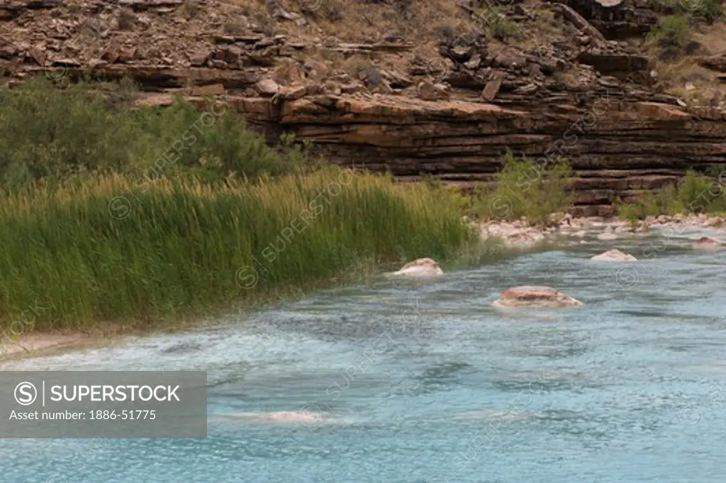 Native grasses grow along the  turquoise waters of the LITTLE COLORADO RIVER at mile 62 along the Colorado River - GRAND CANYON, ARIZONA