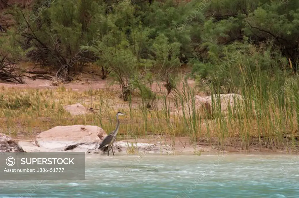 A GREAT BLUE HERON (Ardea herodias) wades in the waters of the LITTLE COLORADO RIVER at mile 62 along the Colorado River - GRAND CANYON, ARIZONA