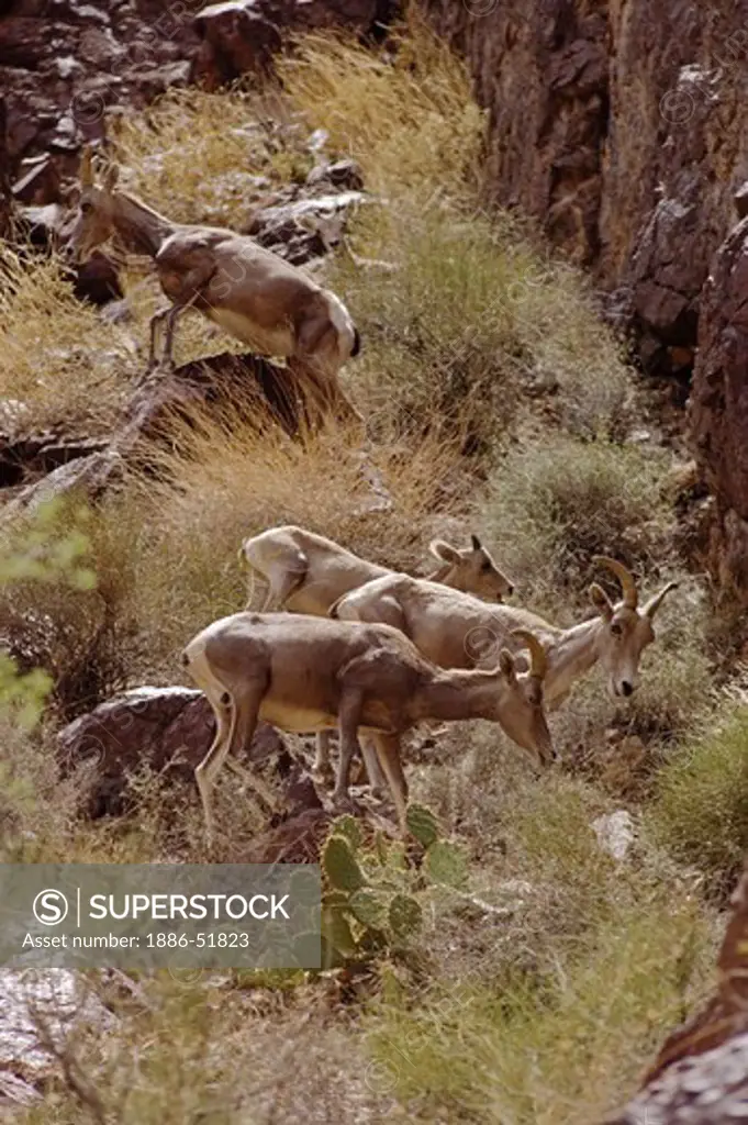 A herd of desert BIG HORN SHEEP (Ovis canadensis) with mothers and babies below Hermit Rapid - GRAND CANYON, ARIZONA