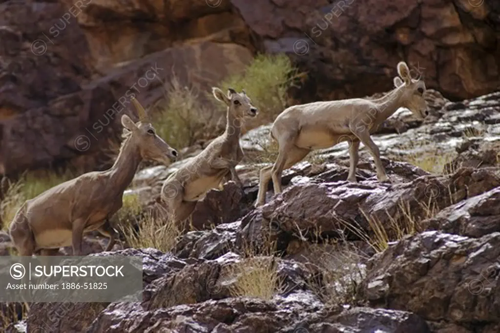 A herd of desert BIG HORN SHEEP (Ovis canadensis) with mothers and babies below Hermit Rapid - GRAND CANYON, ARIZONA