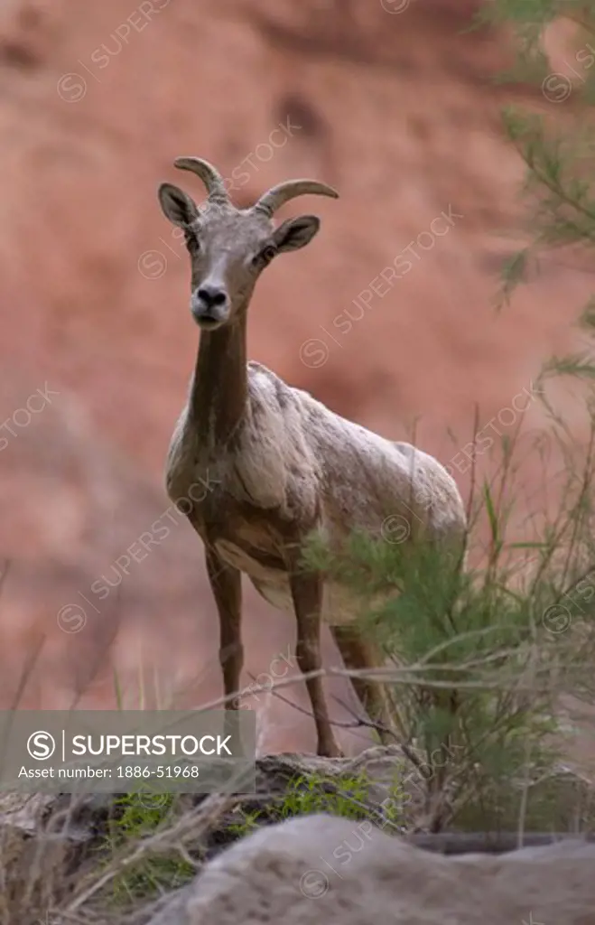 A female BIG HORN SHEEP, Ovis canadensis, at VASEY'S PARADISE located near mile 32 - GRAND CANYON, ARIZONA