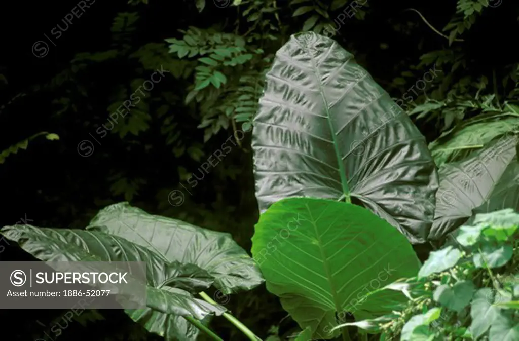 The 'ELEPHANT EARS' of this tropical plant flourish in the rainforest on the road to HANA - MAUI, HAWAII