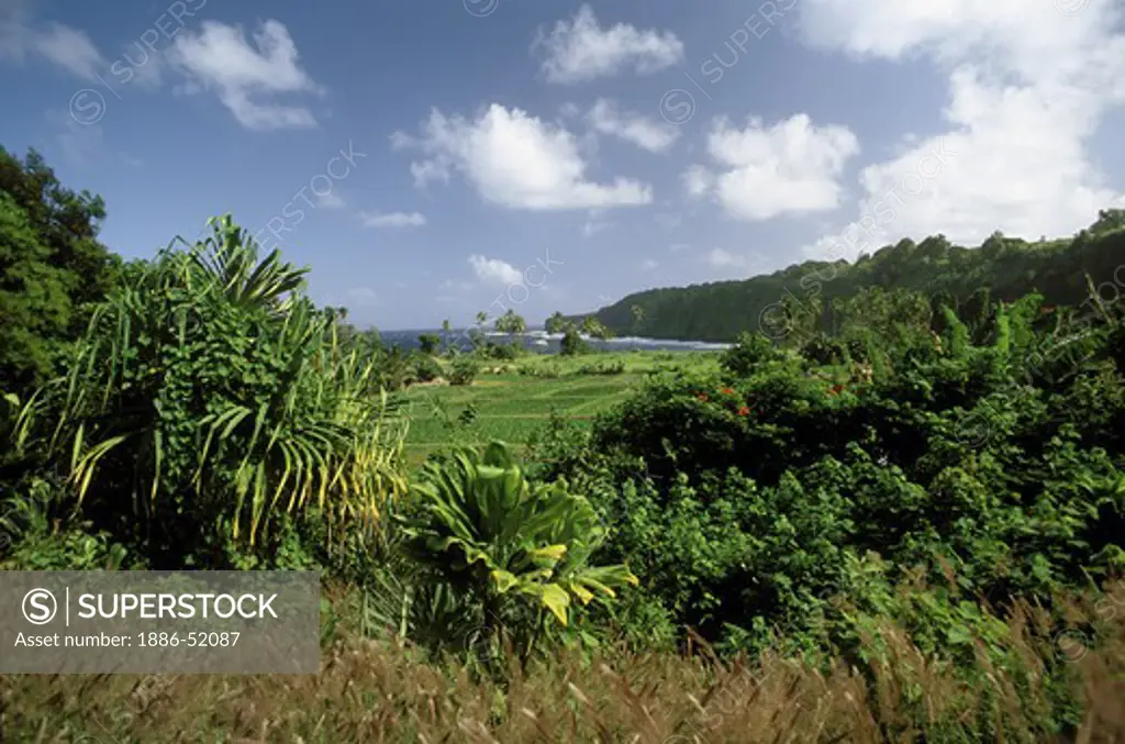 TARO fields in the village of KEANEA on the road to HANA - MAUI, HAWAII