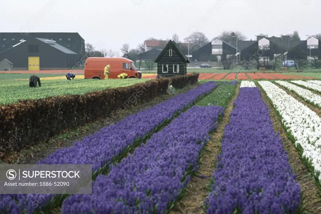 BULBS are grown & harvested in THE NETHERLANDS