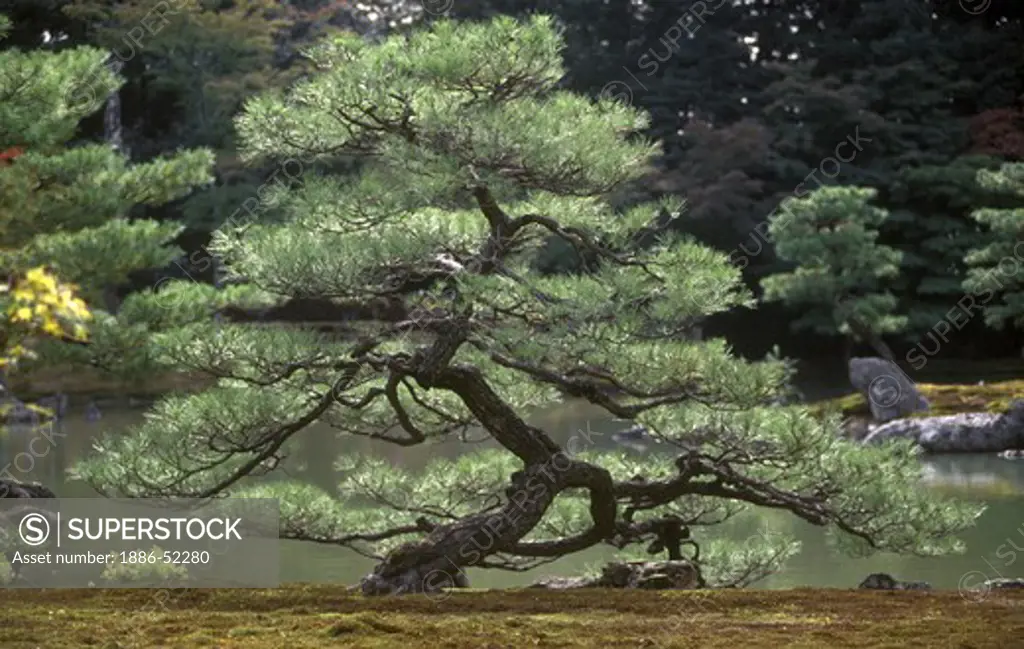 Beautifully formed PINE TREE in the garden of KINKAKUJU, THE GOLDEN PAVILLION - KYOTO, JAPAN