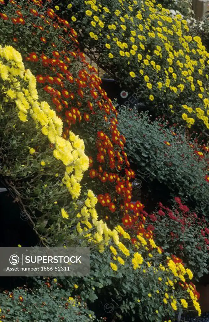 Multicolored BONSAI CHRYSANTHEMUMS on display - JAPAN